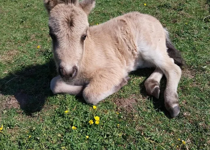 Tipi Nuit Insolite En Pleine Nature Glanville